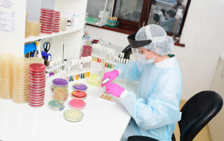A scientist fills a Petri dish